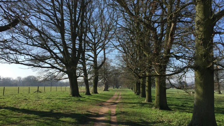 Avenue of trees with bare branches lining a path, with open ground to either side